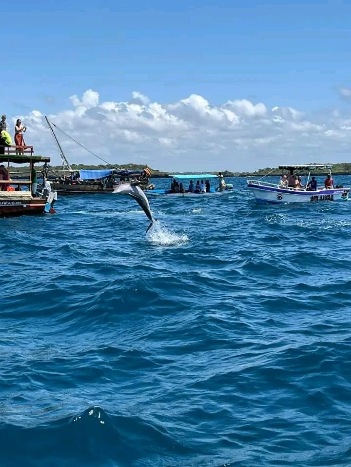 Dolphin jumping in the ocean near Wasini Island