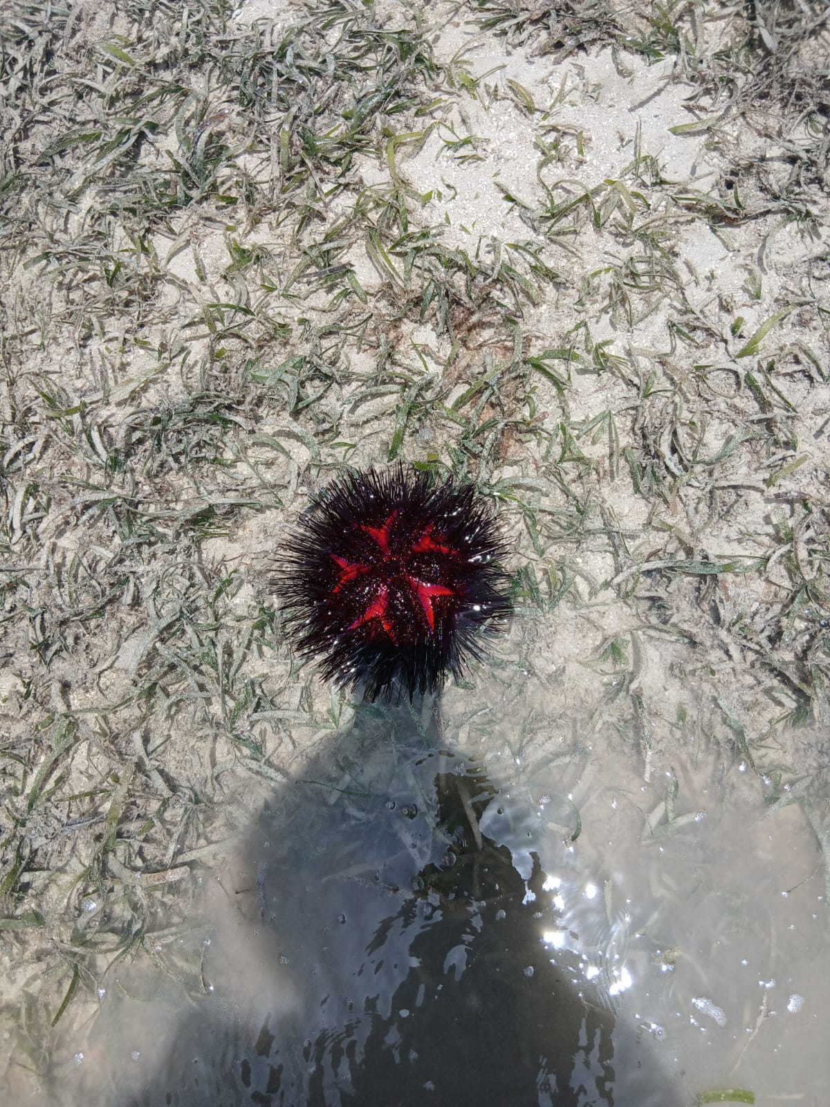 Sea urchin in shallow waters