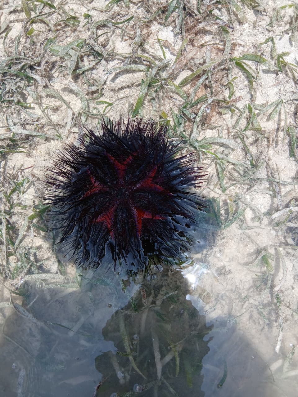 Purple sea urchin closeup